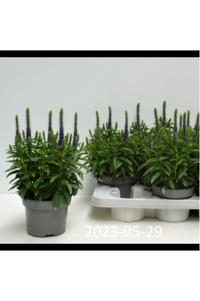 Вероніка колосиста блакитна саджанці в горщику